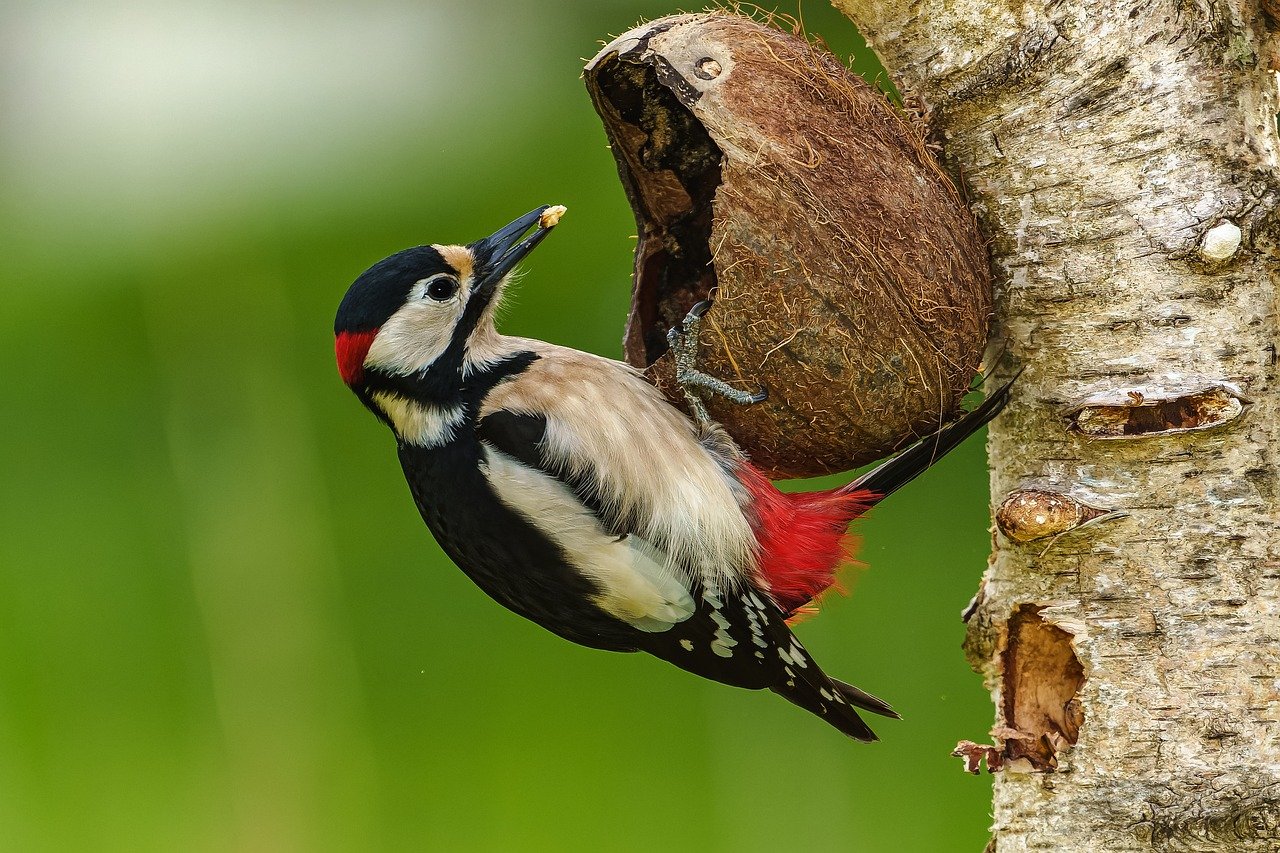 great spotted woodpecker, branch, coconut shell-8217675.jpg